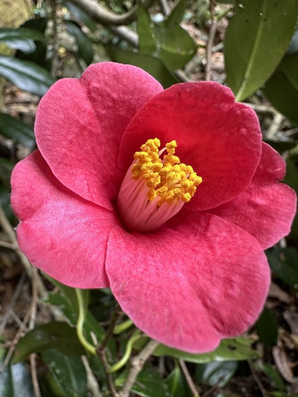 茶花花朵特写