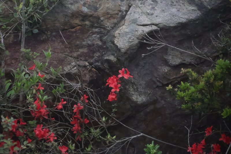 杜鹃花园林应用