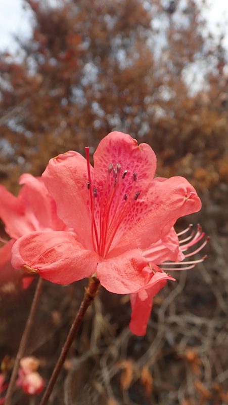 杜鹃花花卉欣赏