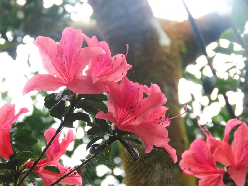 杜鹃花整株形态