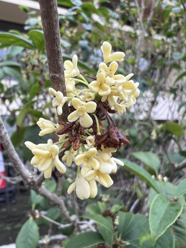 桂花园林应用