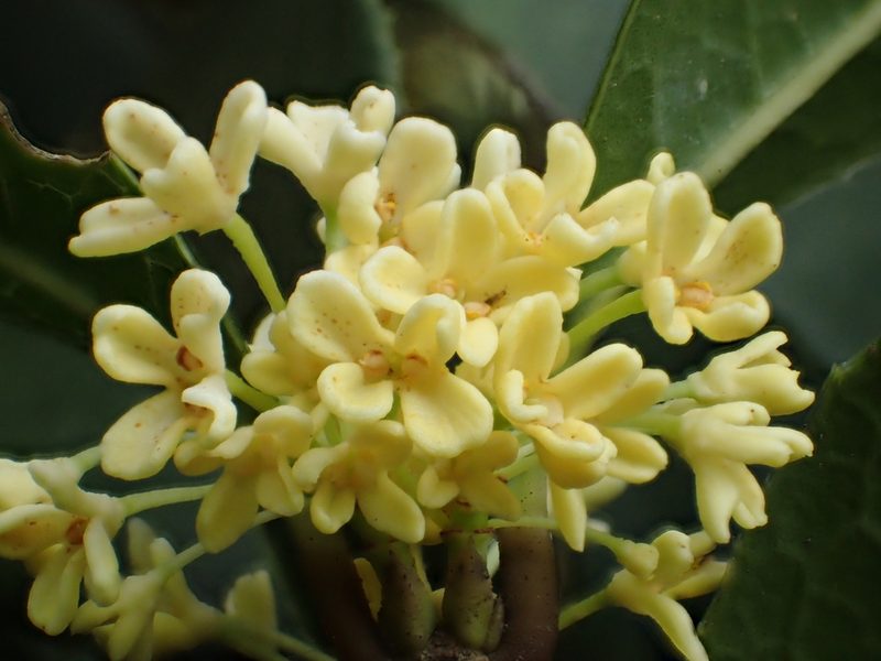 桂花花卉欣赏