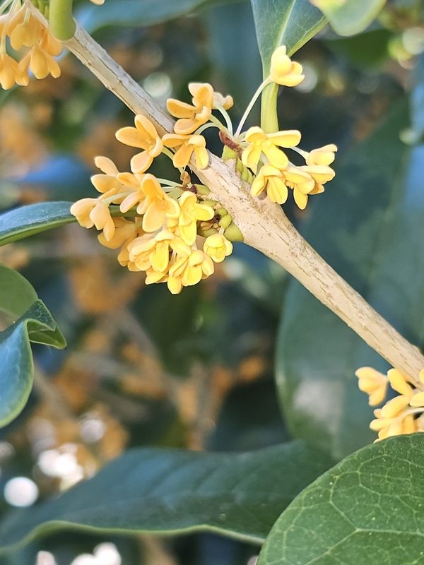 桂花整株形态