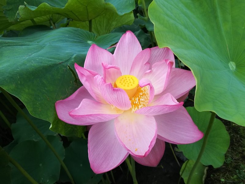 荷花花卉欣赏