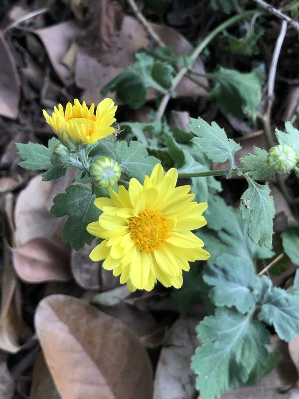 菊花花朵特写