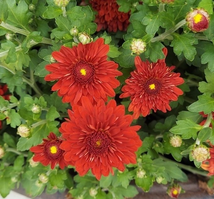 菊花花卉欣赏