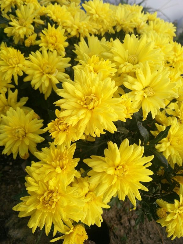 菊花整株形态
