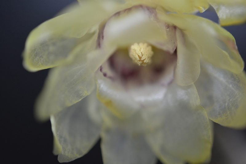 蜡梅花朵特写