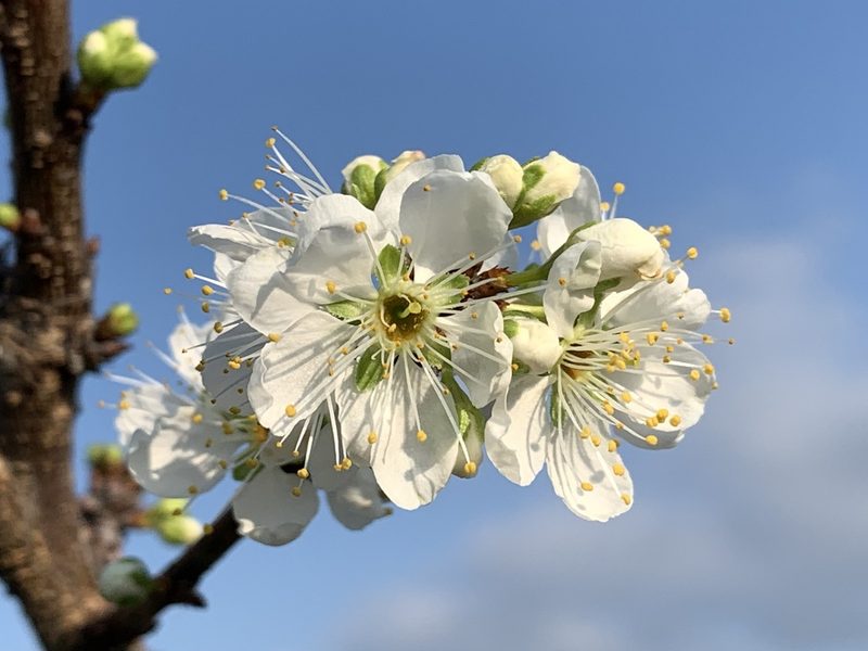 李花花卉欣赏