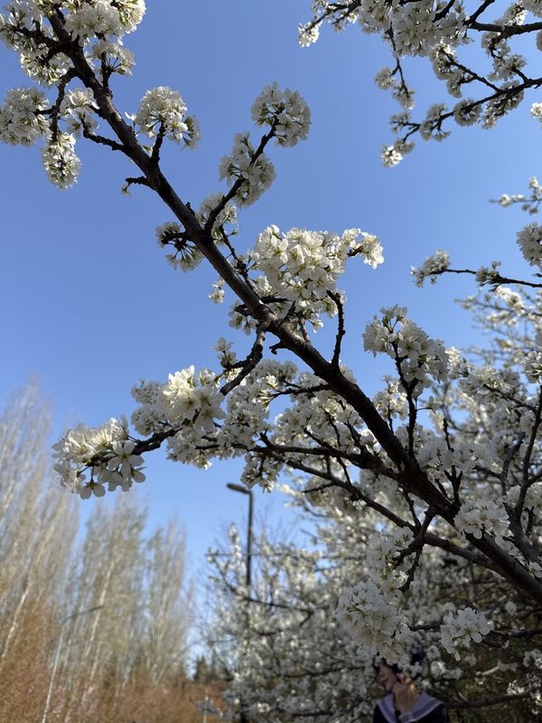 李花整株形态