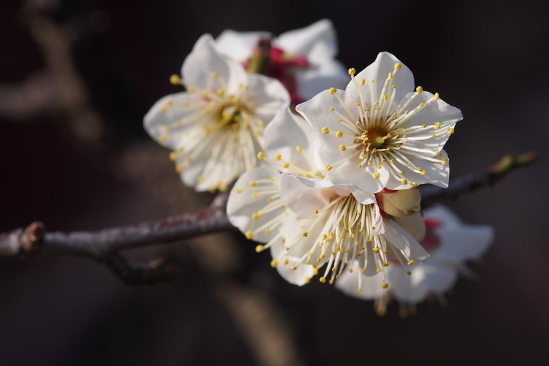 梅花花朵特写