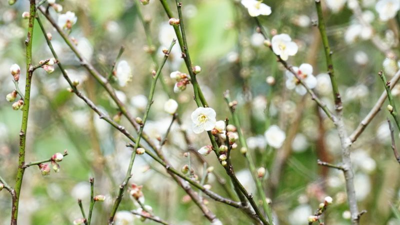 梅花园林应用