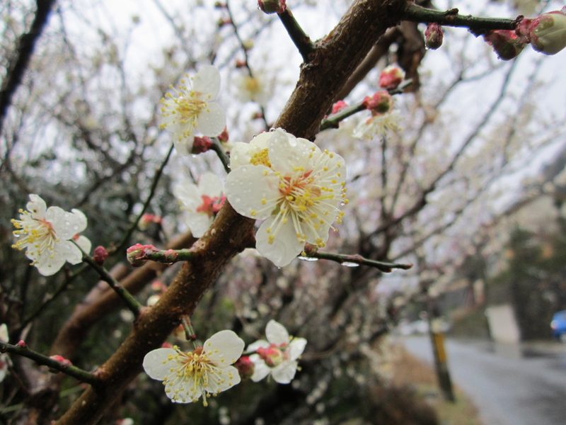 梅花花卉欣赏