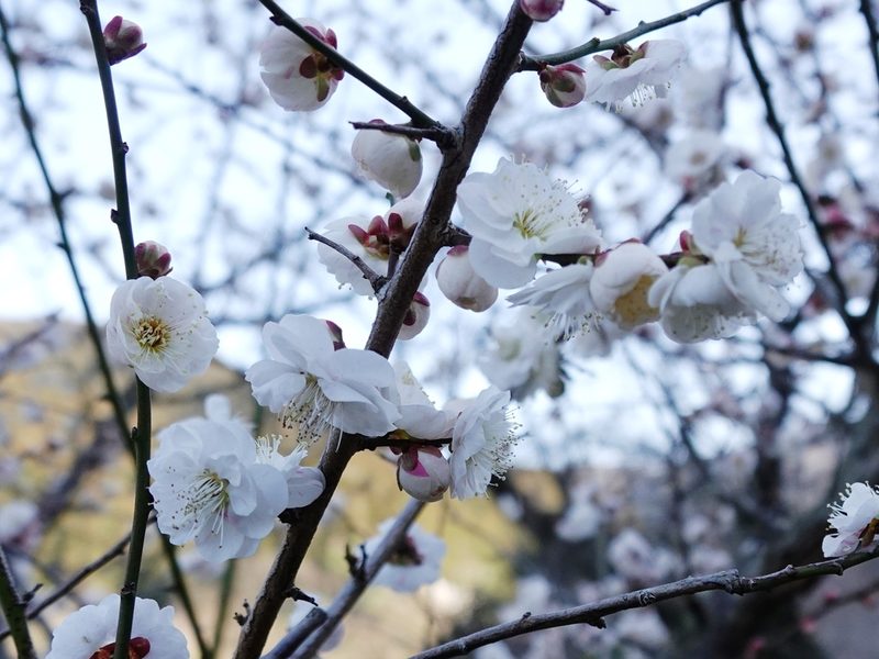 梅花整株形态