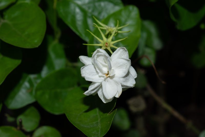 茉莉花朵特写
