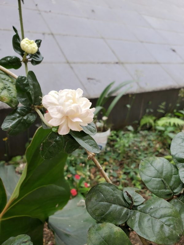 茉莉园林应用
