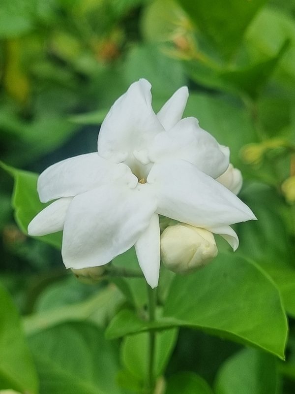 茉莉花卉欣赏