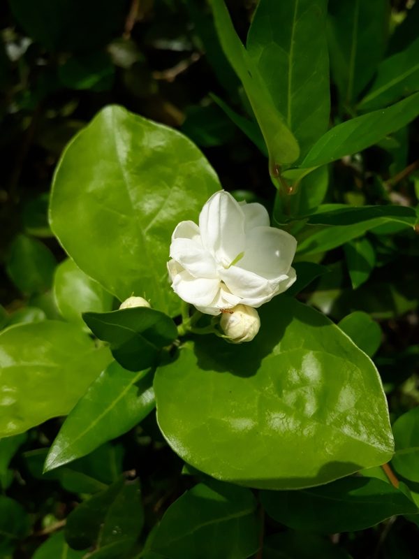 茉莉整株形态