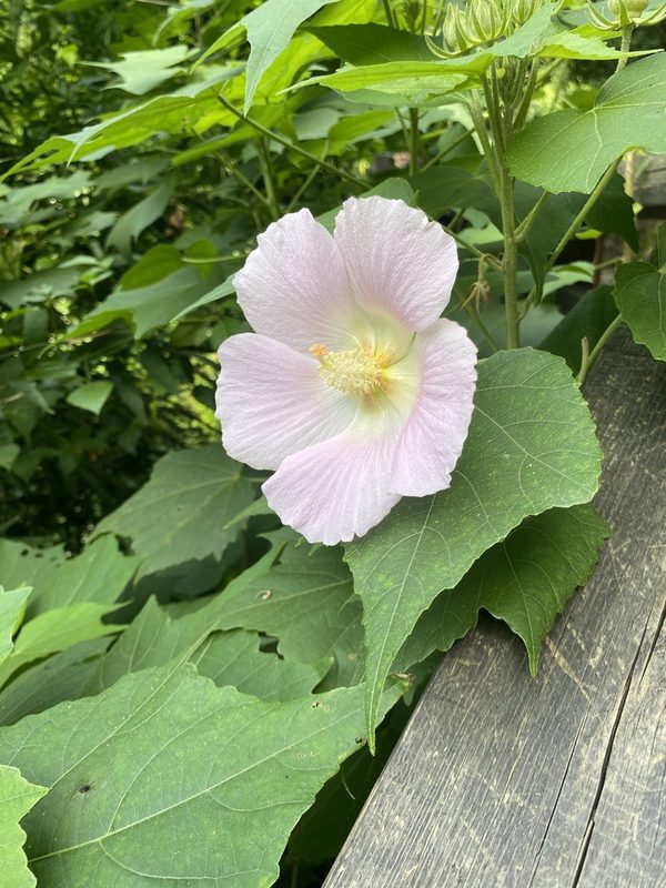 木芙蓉园林应用