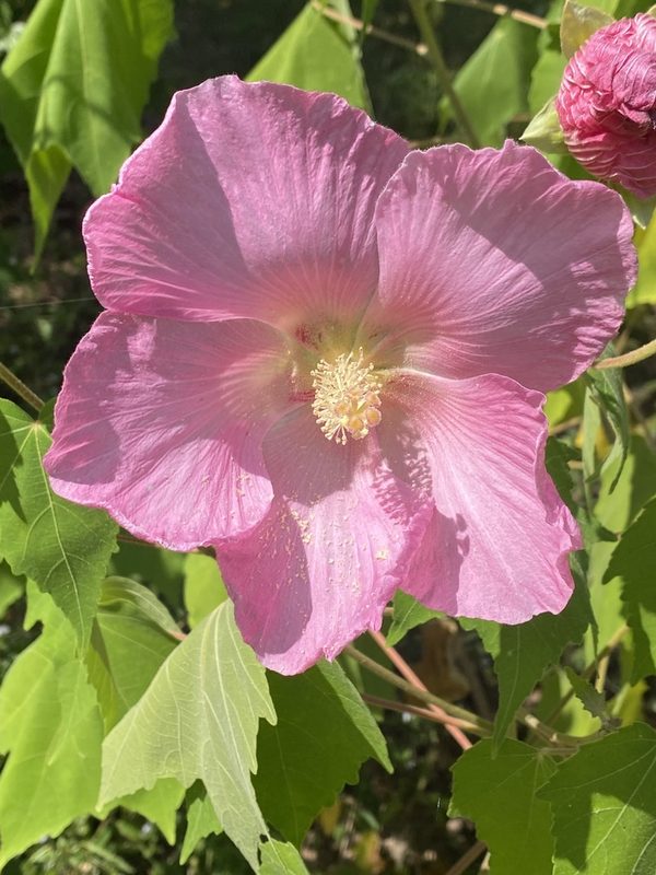 木芙蓉整株形态