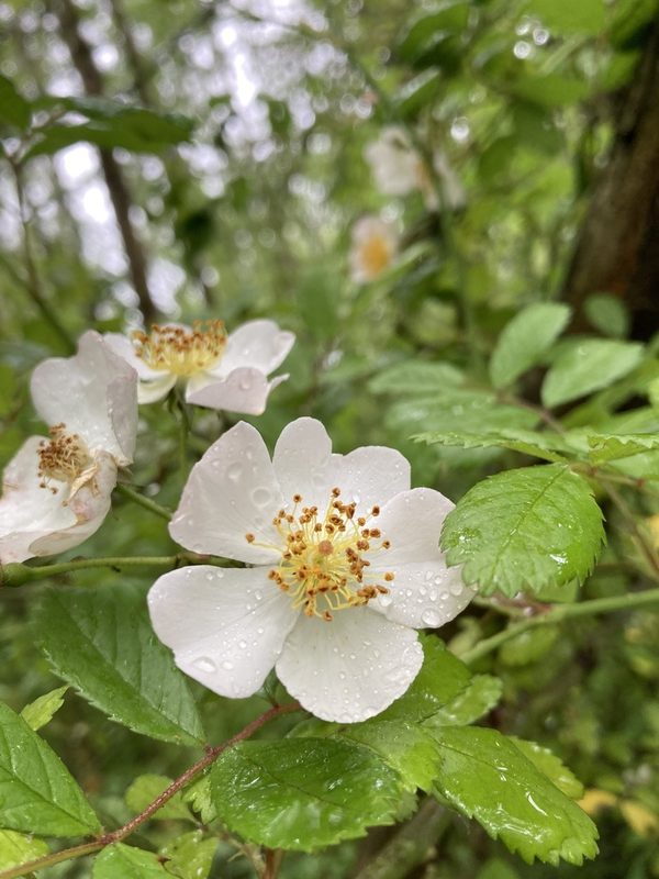 蔷薇花朵特写
