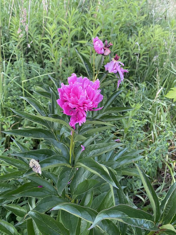 芍药园林应用