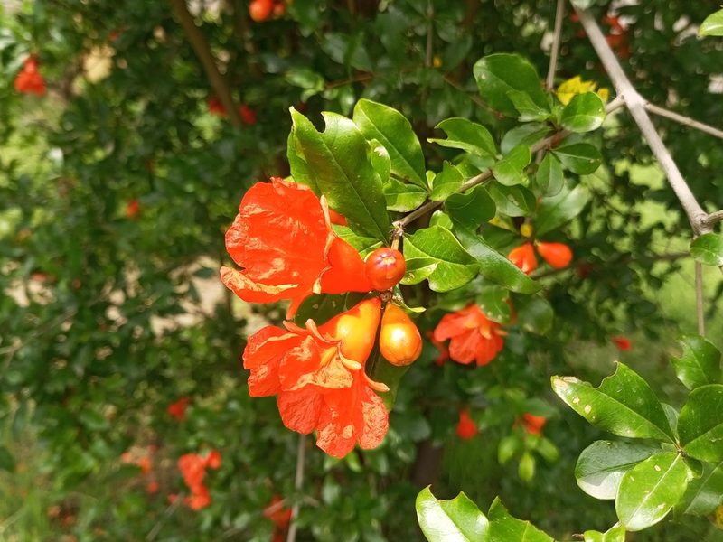 石榴花花朵特写