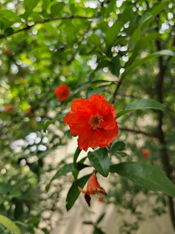 石榴花整株形态