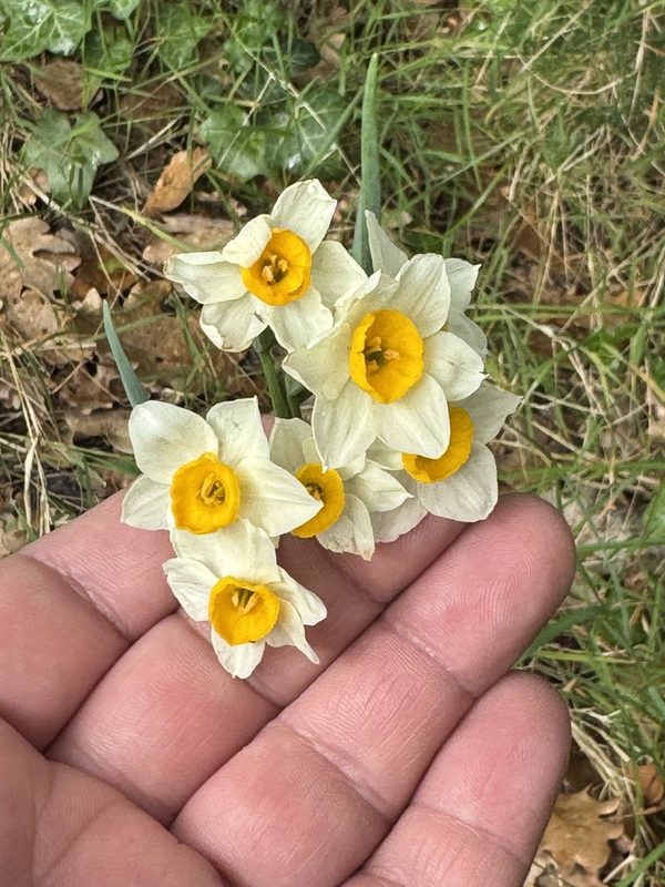 水仙花花卉欣赏