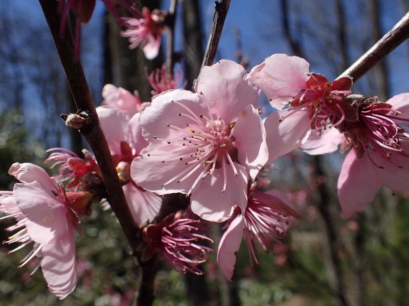桃花花朵特写
