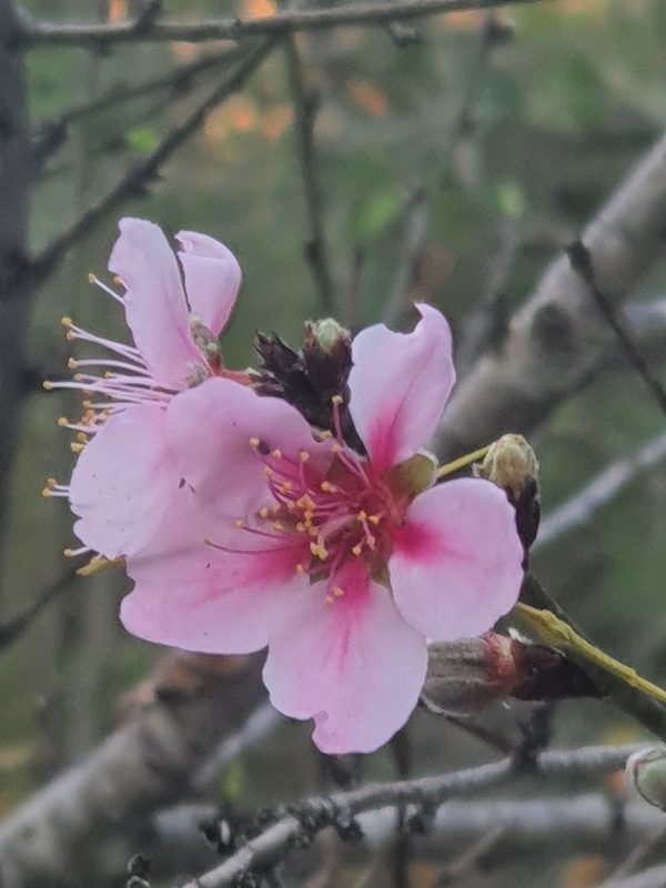 桃花花卉欣赏