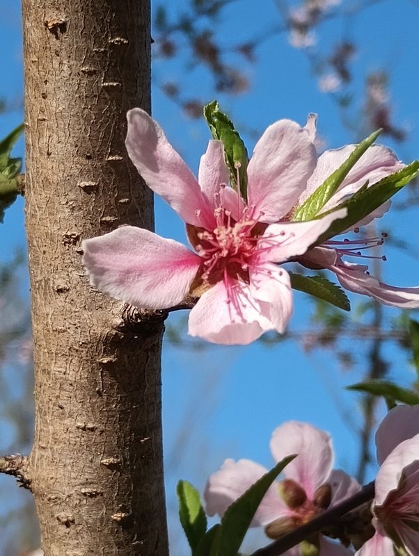 桃花整株形态
