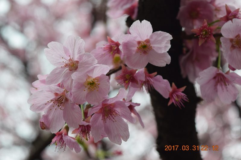 樱花园林应用