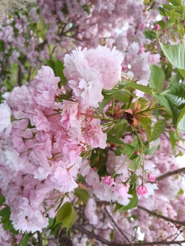 樱花花卉欣赏