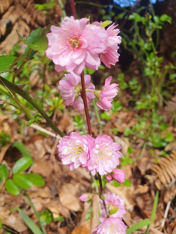 樱花整株形态