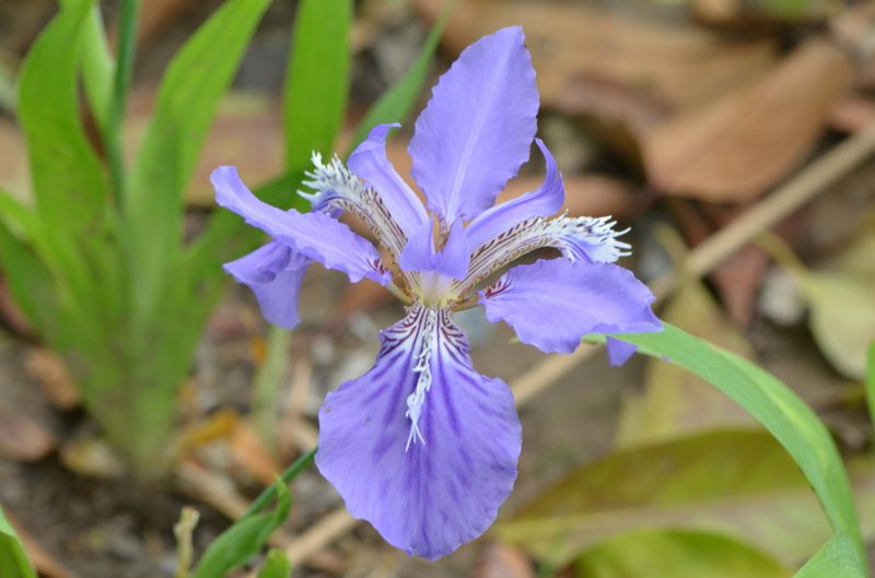 鸢尾花卉欣赏