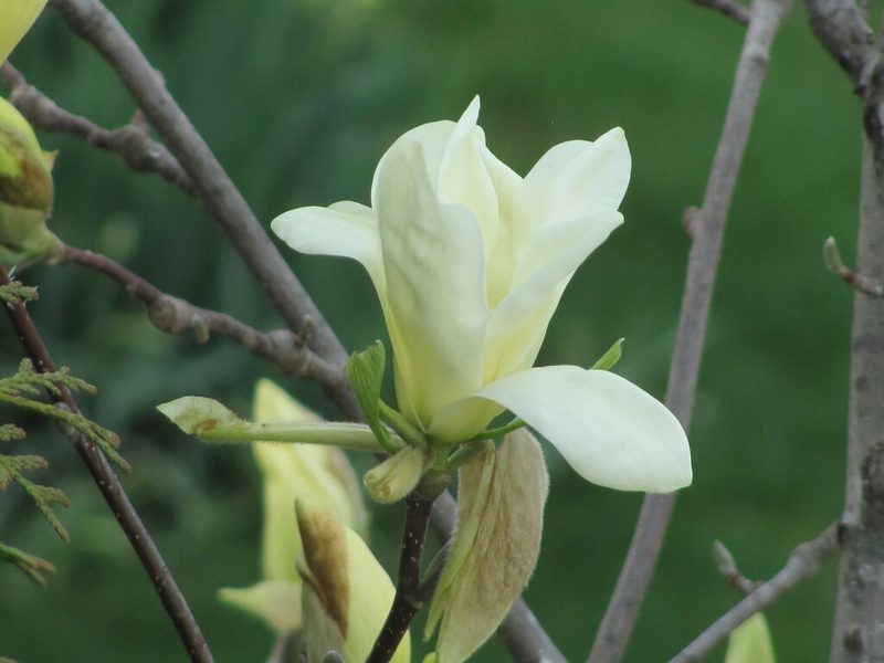 玉兰花卉欣赏