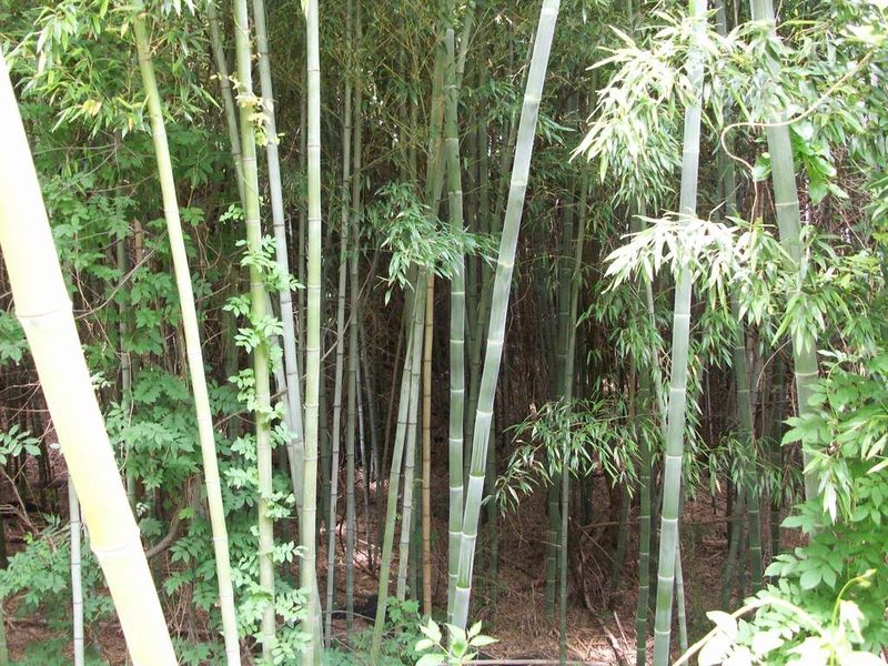 竹子花卉欣赏