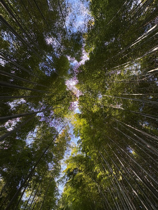 竹子整株形态