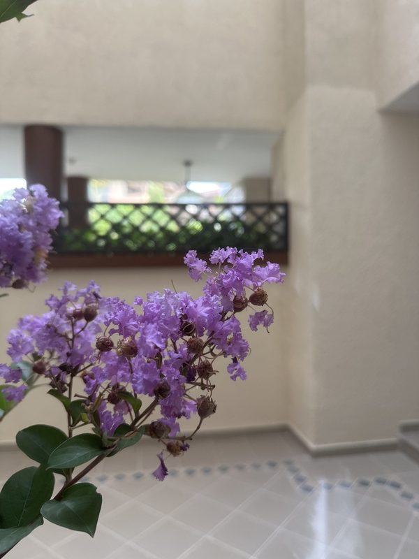 紫薇花园林应用