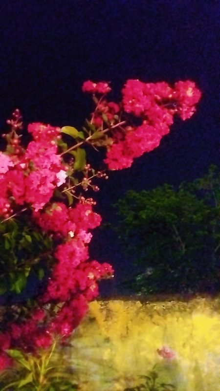 紫薇花整株形态